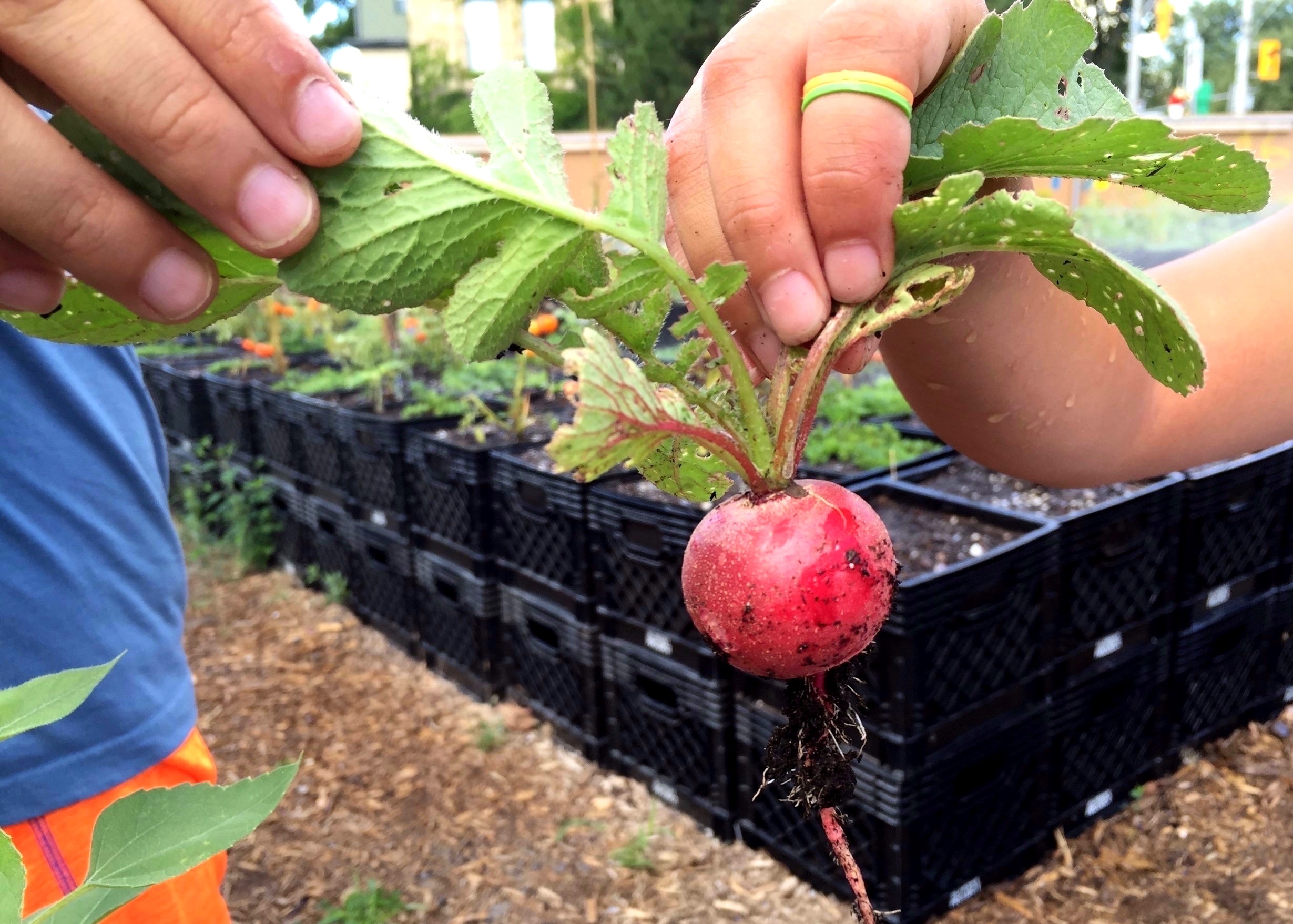 Radish grown at our Oben Flats urban farm at Sherbourne and Gerrard by children from the Robertson House.