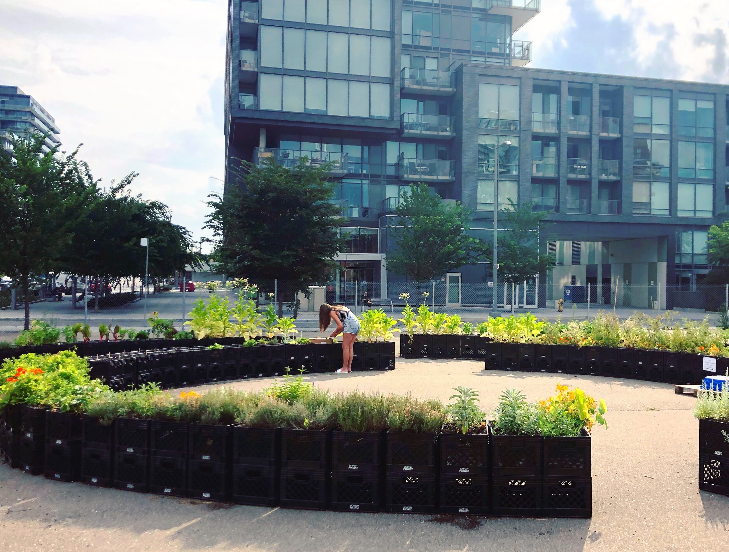 CANARY DISTRICT - Urban Farm Set Up