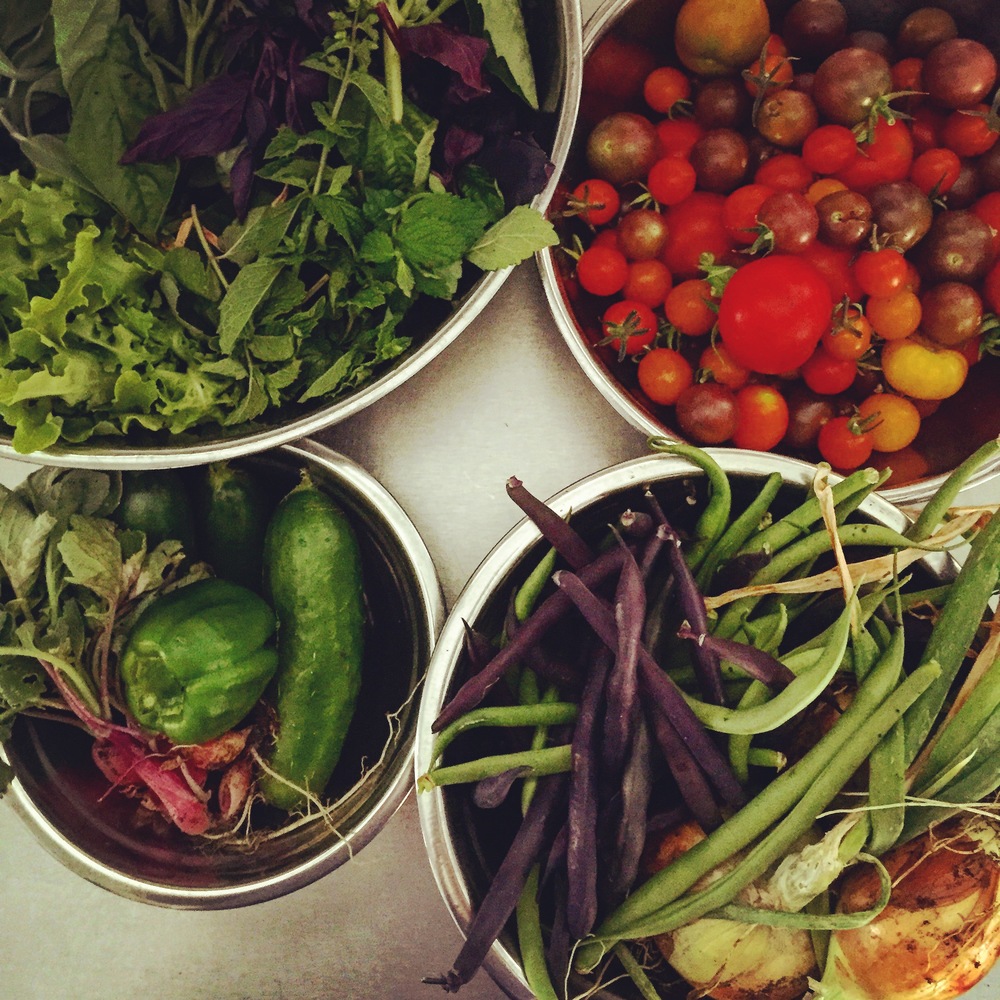 y harvest.jpg