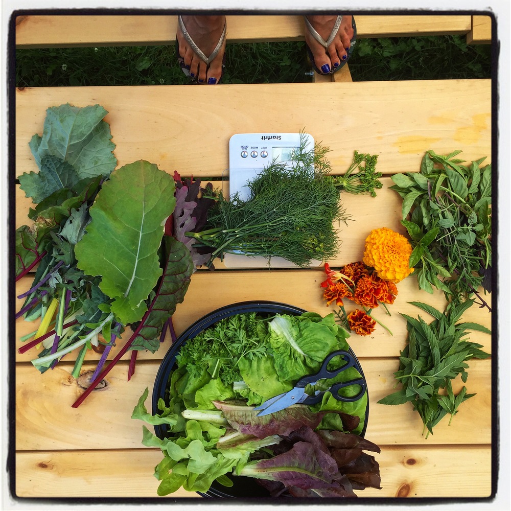 eco 4 square harvest.jpg