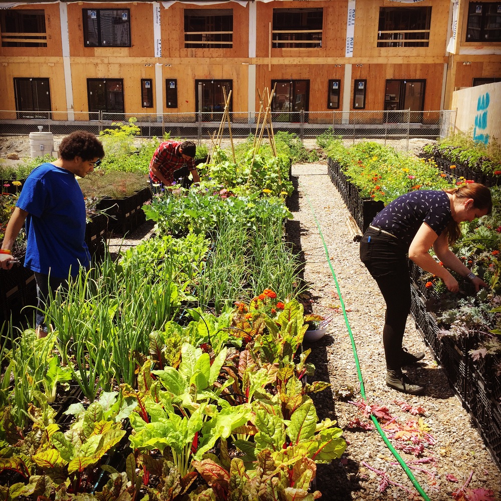 3 harvest people Y.jpg