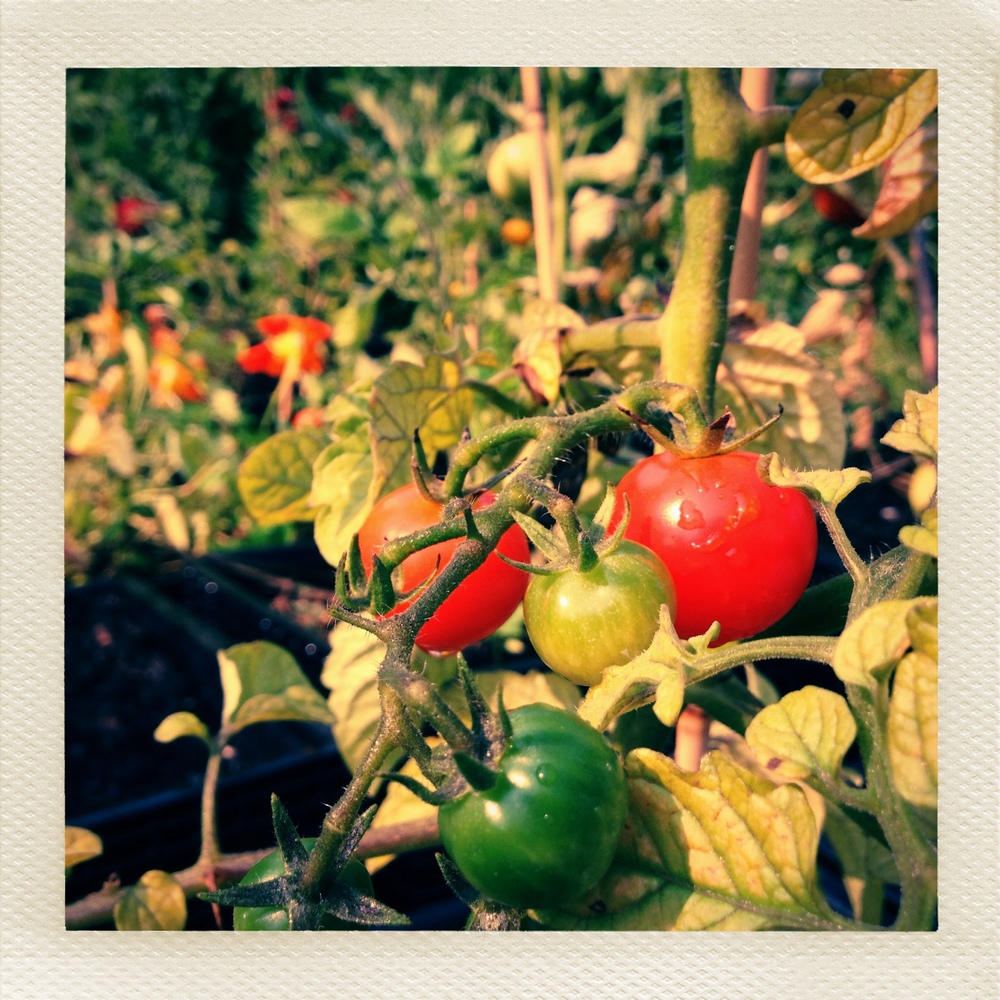 bptomatoes.jpg