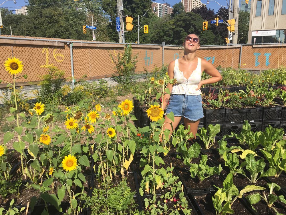 OFbrookesunflowers.jpg